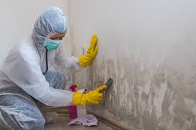 Best Mold Damage Restoration in USA